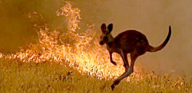 حيوان كانجارو يفر من منطقة غابات محترقة