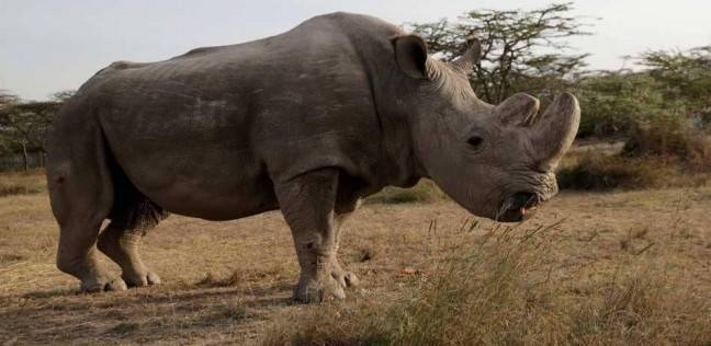 سودان آخر ذكر وحيد قرن أبيض في العالم