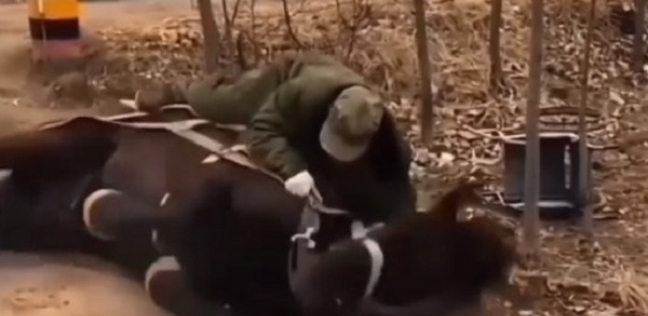 الحصان أثناء محاولة إنقاذ الرجل القعيد