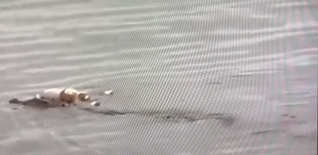 مقطع من فيديو لـ تمساح يعيد جثة طفل لأهله