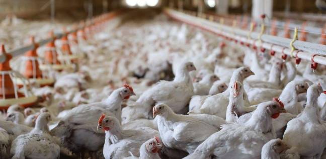 70% من مزارع مصر مصابة .. معلومات هامة عن فيروس إنفلونزا الطيور الجديد H10N3