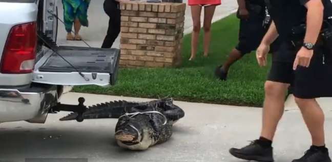 بالفيديو| تمساح يضرب رجلا ويفقد آخر وعيه