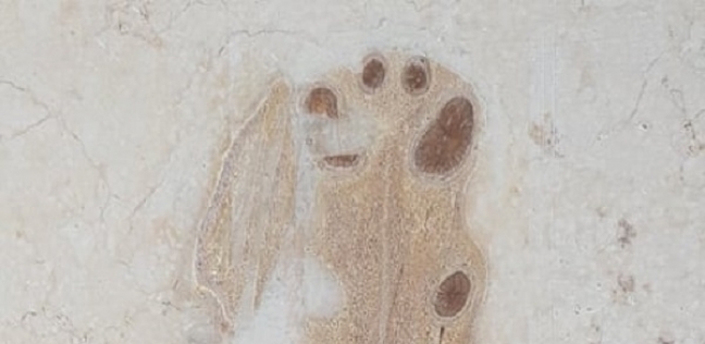 "حوت بركات"..حكاية حفرية من 40 مليون سنة على قطعة رخام في شق التعبان