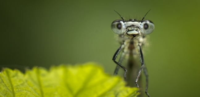 5 أشياء تجلب الحشرات إلى منزلك دون أن تعرف