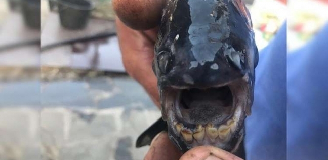 العثور على سمكة مرعبة بـ "أسنان بشرية" في روسيا