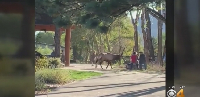 لقطة من فيديو هجوم حيوان الأيل على امرأة بحديقة "إيستس" بولاية كولورادو الأمريكية