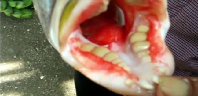 اصطياد سمكة بأسنان "آدمية" في إندونيسيا