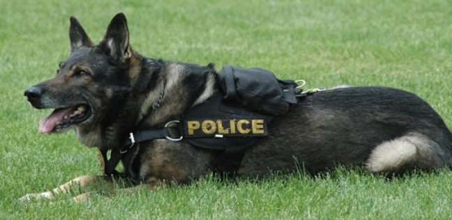 الكلاب البوليسية تشارك في اكتشاف مصابي كورونا