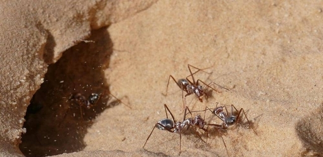 النمل الفضي