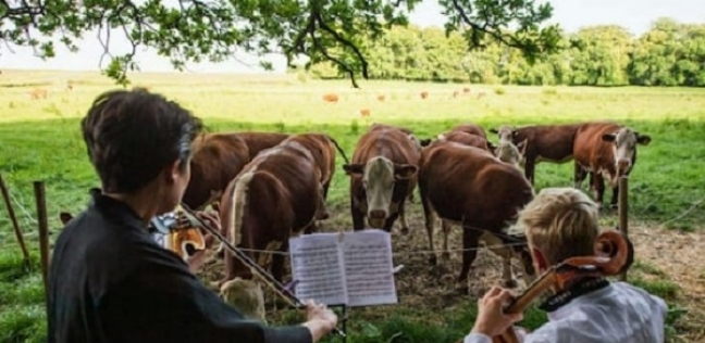 عازف يقيم حفلة موسيقية في الريف والضيوف «أبقار»