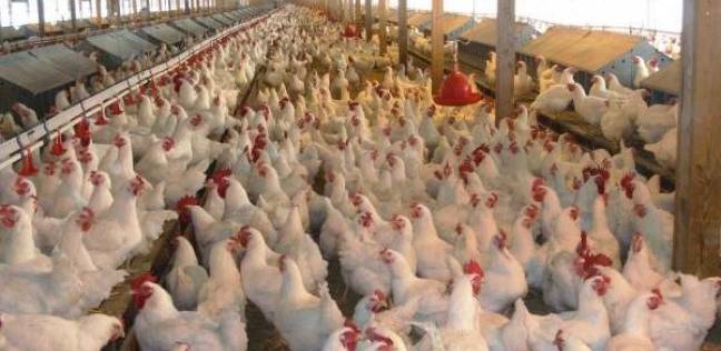 مدرسة إعدادية في كوريا تربي الدجاج لتغذية تلاميذها الرياضيين