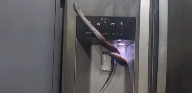 الثعبان داخل الثلاجة