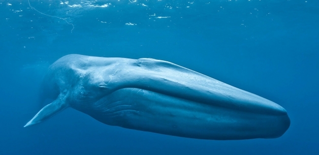 من غير المرجح ظهور الحوت الأزرق في الشواطئ المصرية