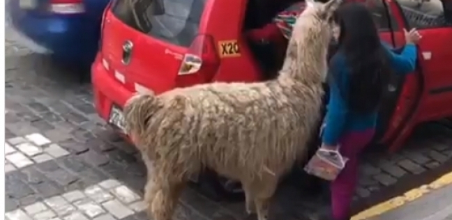 بالفيديو| حيوان اللاما يستقل سيارة أجرة مع مالكته
