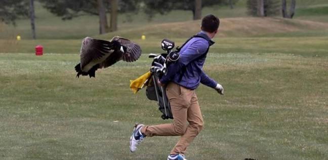 طيور الأوز يهاجمون لاعب جولف