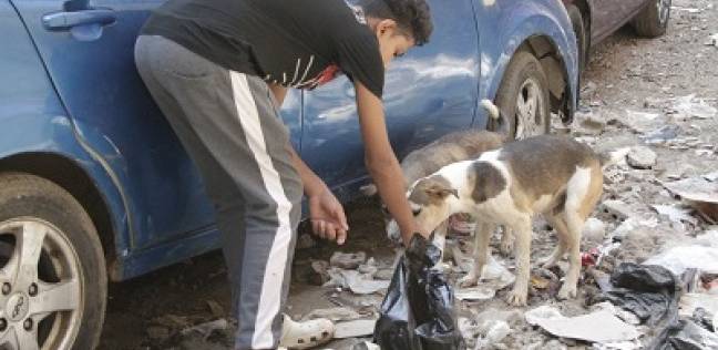 «عمر» يضع الطعام لكلاب الشارع