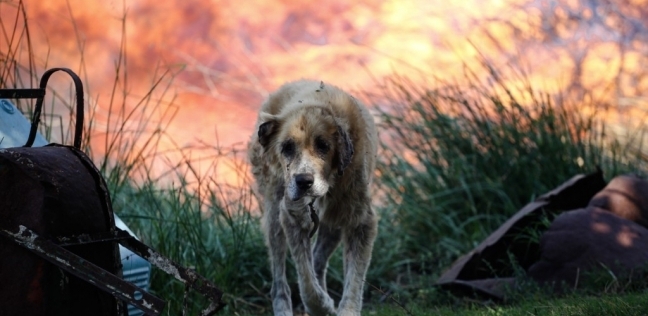كلب جائع يتسبب في حريق هائل