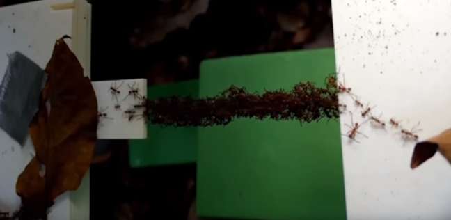 جيش من النمل الذكي يبني "جسر حي"؟