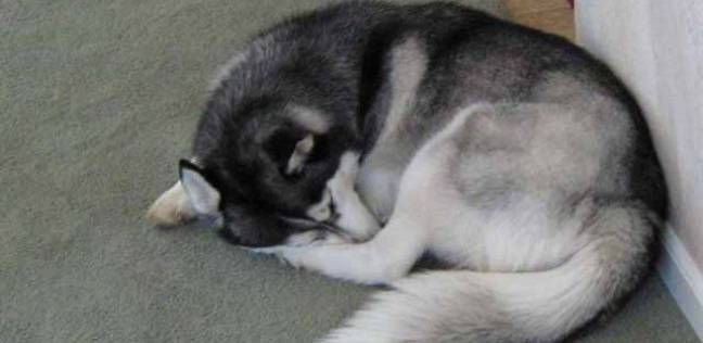 لماذا تنام الكلاب في أوضاع دائرية؟