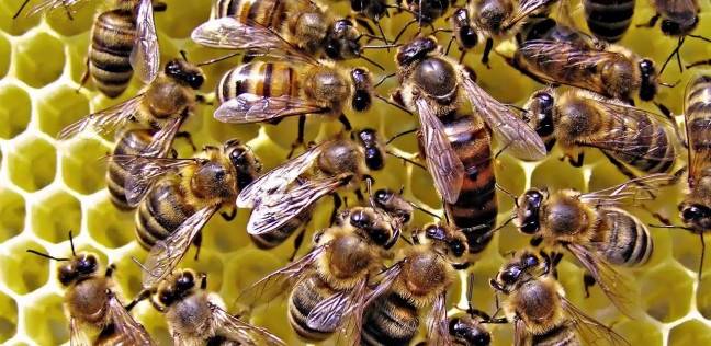 لماذا تتمتع ملكات النحل بذاكرة قوية؟