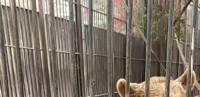 الدبان الروسيان «سعيد ووردة» داخل حديقة حيوانات الجيزة