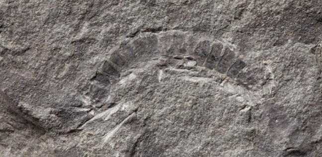 حفرية أقدم كائن عاش على سطح الأرض