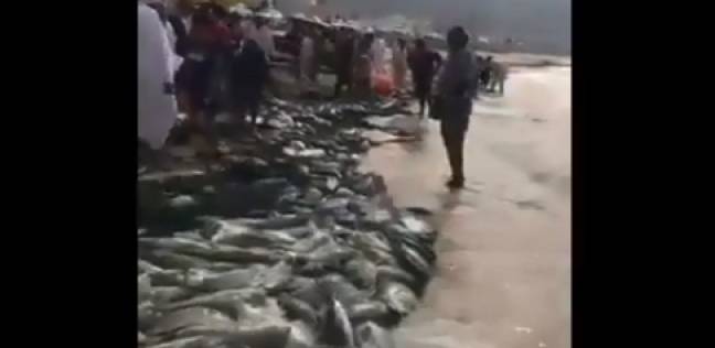 بالفيديو| الاسماك تغزو شواطئ اليمين باعداد هائلة بسبب الإعصار