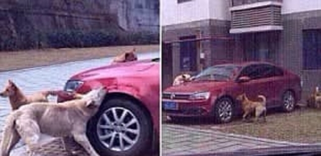 صحاه من النوم.. كلب يجمع أصدقائه وينتقم من سائق سيارة