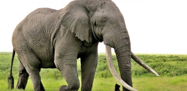 علماء يكشفون سبب عدم إصابة الأفيال بالسرطان
