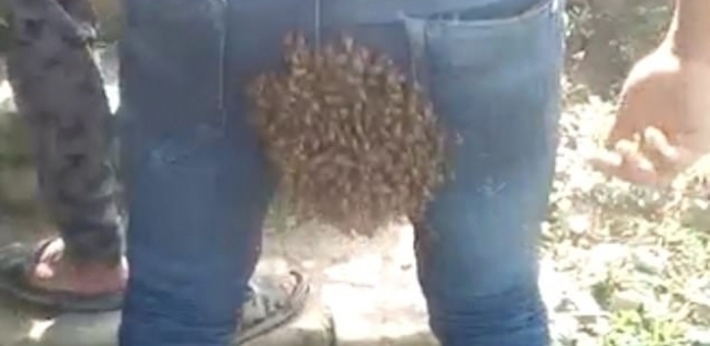 كتلة كبيرة من النحل تغطي مؤخرة رجل هندي