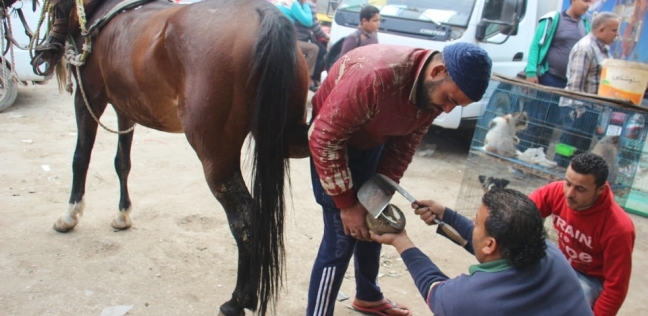 عبد الحي أثناء تركيب حدوة لحصان