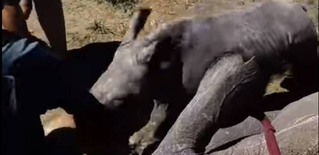 فيديو| صغير وحيد قرن يهاجم الأطباء لأبعادهم عن والدته المصابة