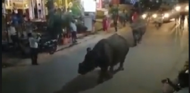 وحيد قرن يتجول في الشارع