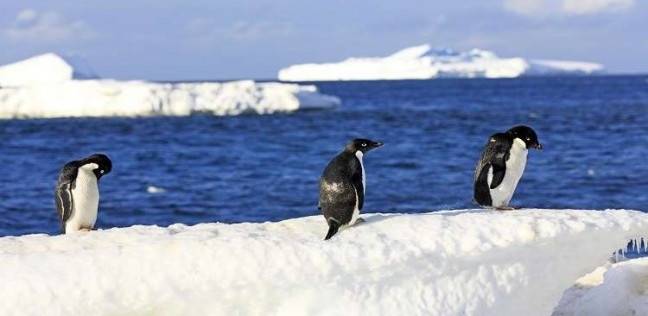 العلماء يكشفون عن علامات اقتراب كارثة في القارة القطبية الجنوبية