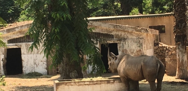 "زيزي" وحيد القرن قبل نفوقها