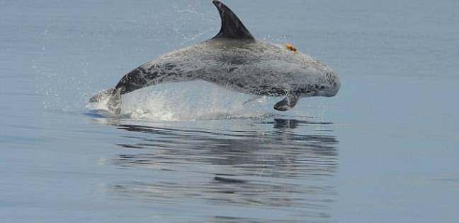 صرخات "الحوت" لجذب الدلافين.. وجبتهم المقبلة