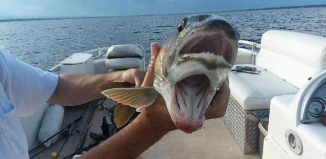 السمكة الغريبة