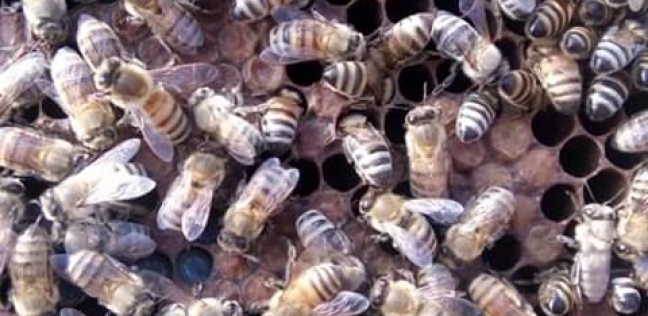 مرض قاتل يدمر خلايا النحل في ويلز