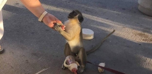 أحد القرود أثناء اللعب مع السياح