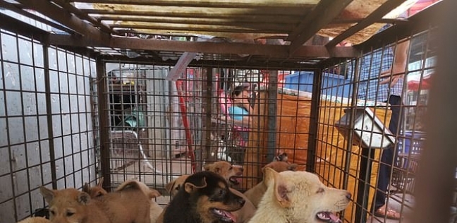 بدأ مهرجان لحم الكلاب في كوريا الجنوبية