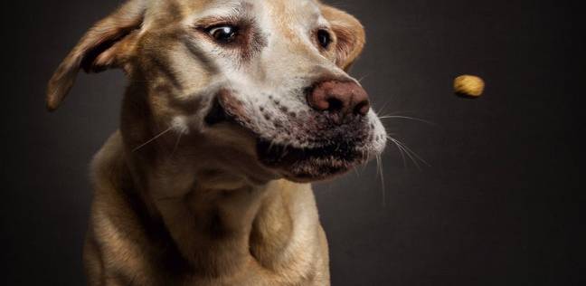 الكلبة "لوسي" تنجي سباك من حكم بـ50 سنة سجن بتهمة اغتصاب قاصر