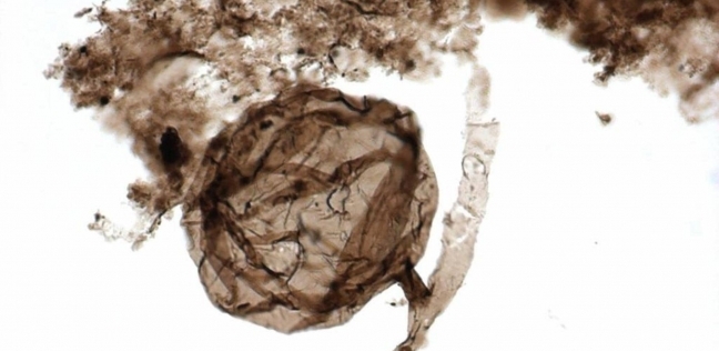 العثور على حفرية فطرية عمرها مليار عام في القطب الشمالي