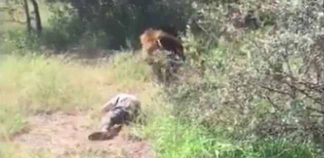 أسد يهاجم صاحب حديقة حيوان