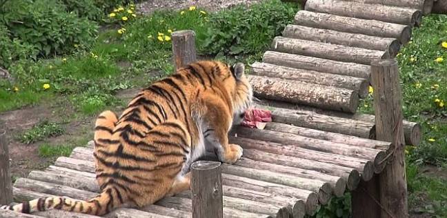 هاجم نمر متوحش سيدة كانت تقدم له الطعام في حديقة حيوان كالينينجراد في روسيا.