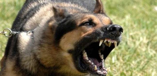 كلب "مسعور" يهاجم 20 شخصا في الصين