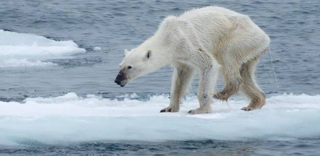 الدببة القطبية في خطر المجاعة