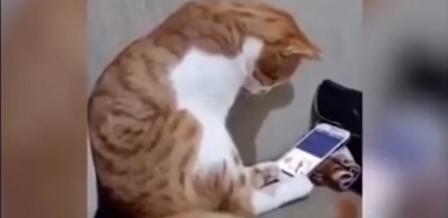 ردة فعل مؤثرة لقط يرى صاحبه الغائب على الهاتف تحصد ملايين المشاهدات