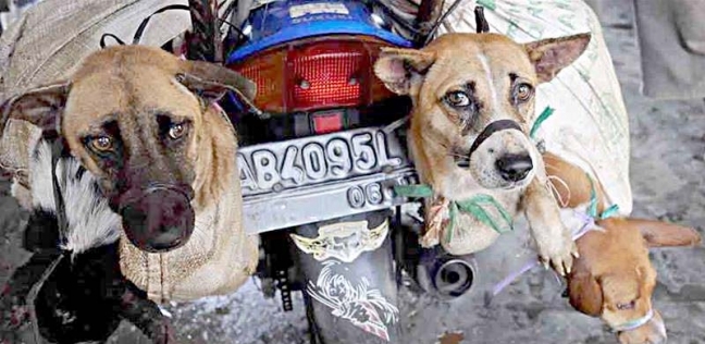 الكلاب تتم معاملتها بطريقة قاسية في مدينة "سولو" بجزيرة جاوة الإندونيسية