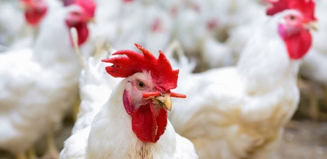 شاب يبيع الدجاج بـ 10 آلاف ريال سعودي : هواية تحولت إلى مكسب