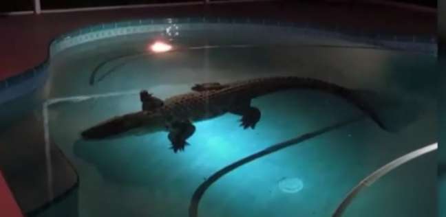 التمساح داخل حمام السباحة